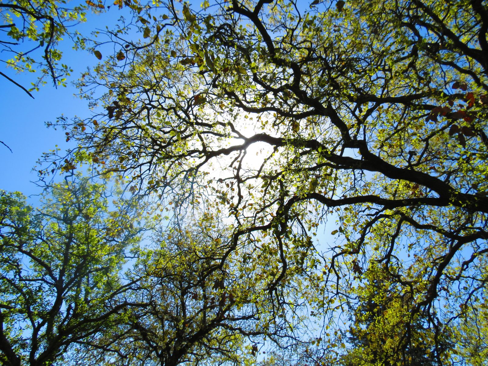 Tree Removal in Houston, TX