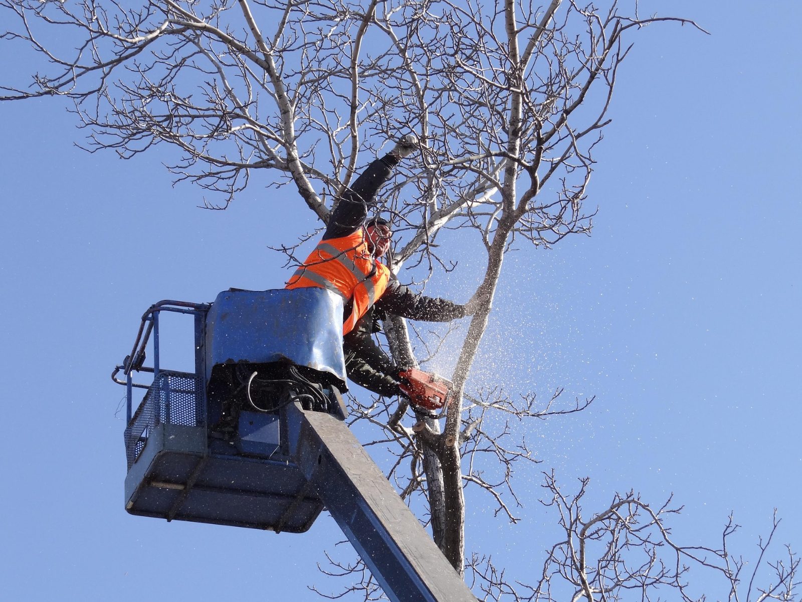 Tree Solutions Houston Tree Removal