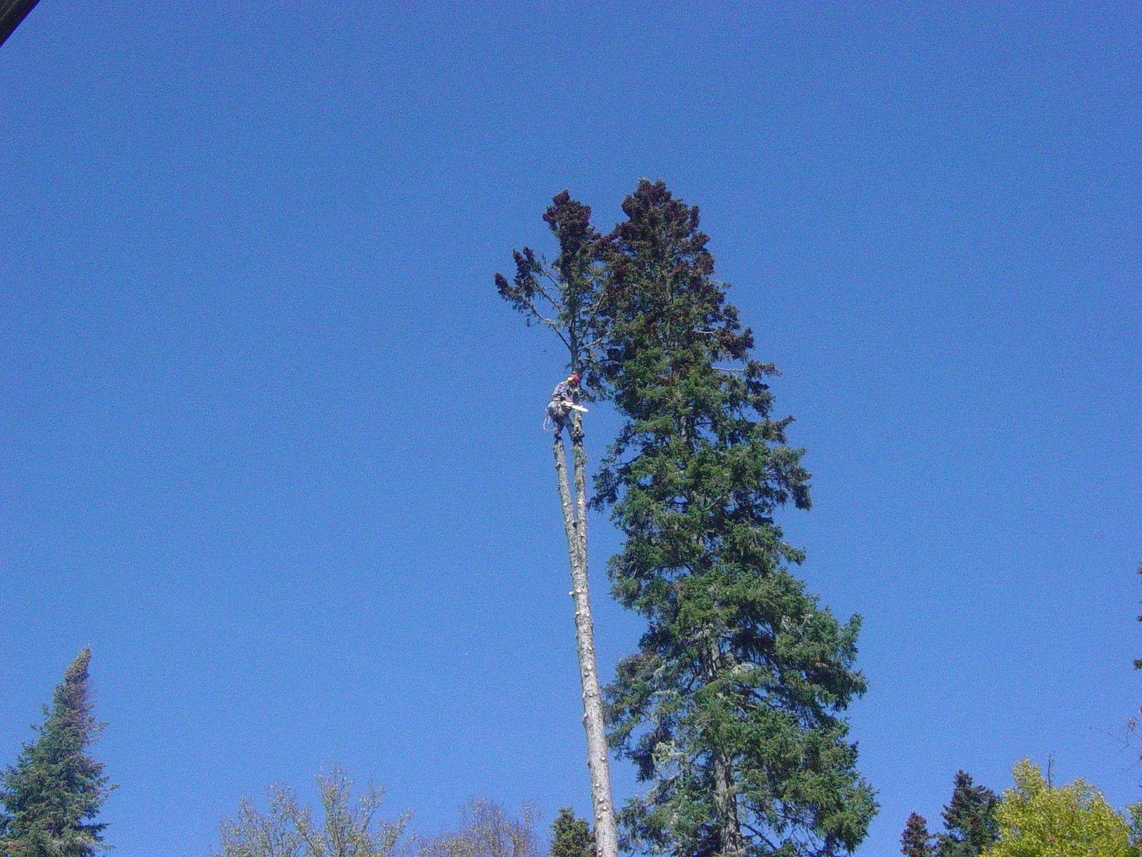 Tree Pruning